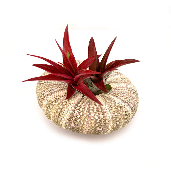 A decorative arrangement featuring a beige sea urchin shell with a textured surface. Three vibrant Brachycaulous Abdita Airplants from the bromeliad family, by RussellsBrom, are nestled in the top center of the shell, creating a striking contrast against the white background.