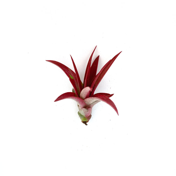 A delicate and striking Brachycaulous Abdita Airplant by RussellsBrom, featuring small red pointed, elongated leaves that spread outwards. The central base of this bromeliad family member has a light pinkish hue, all set against a plain white background.