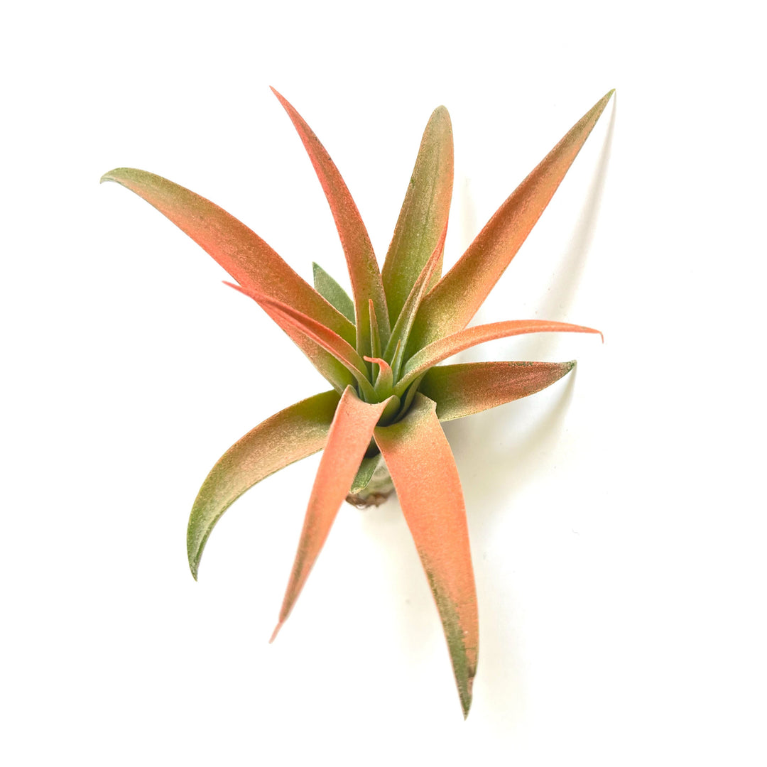 The Capitata Peach Airplant from RussellsBrom features elongated, pointed leaves that display a stunning gradient of colors, transitioning from green at the base to a vibrant orange at the tips. This Tillandsia is set against a plain white background, highlighting its colorful and dynamic appearance.