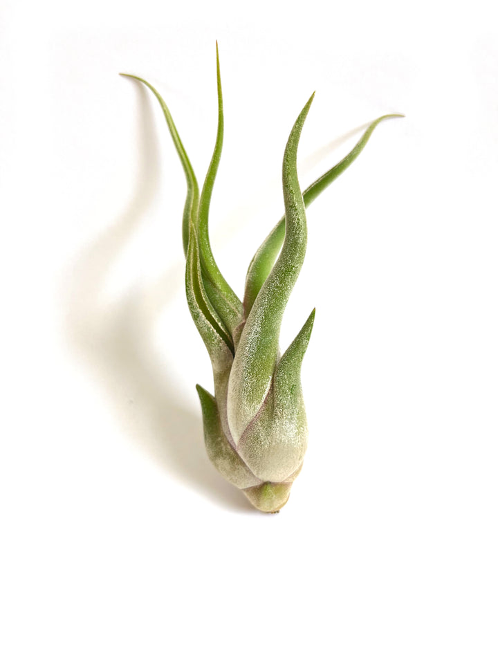 A close-up of a Caput Medusae Airplant from RussellsBrom against a white background. This bromeliad features elongated, green leaves that are slightly twisted, with a subtle silvery sheen. The leaves appear to be arranged in a spiral formation.