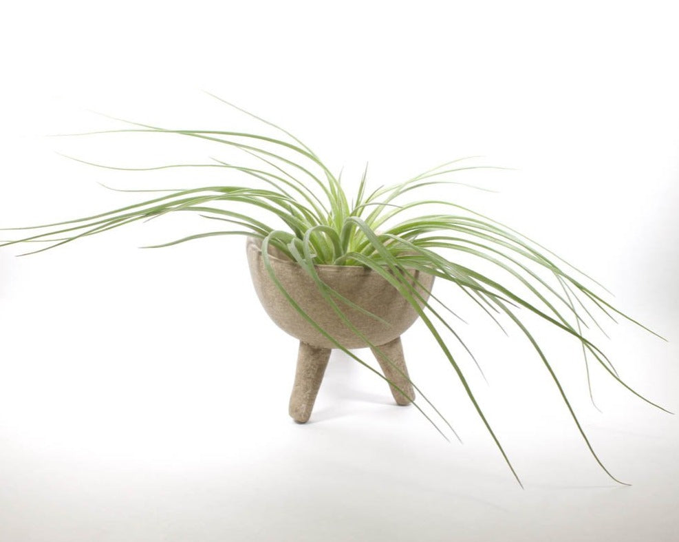 Stricta Soft Leaf Airplant