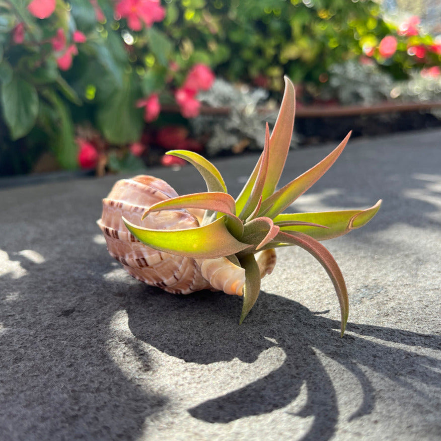 A Capitolata Peach Airplant from RussellsBrom, characterized by its slender green leaves with red tips, is nestled in a light brown seashell and placed on a gray surface outdoors. In the background, vibrant pink flowers and lush green foliage are slightly out of focus.